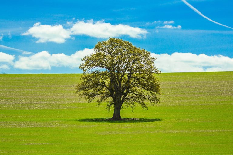 a tree, jar, country