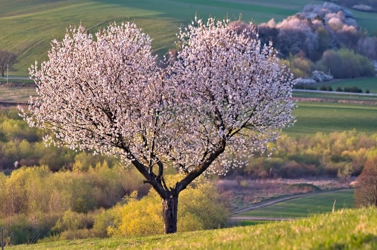 a tree, flower background, nature