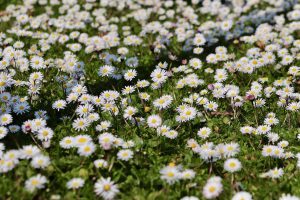 daisy, bellis perennis, enduring