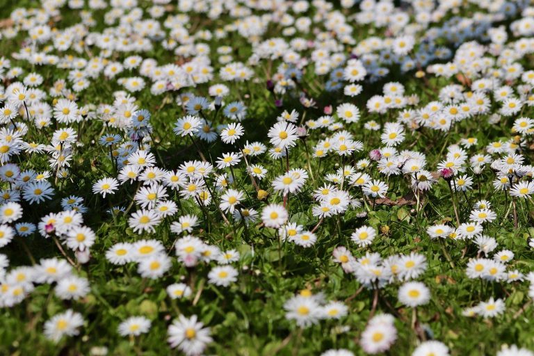 daisy, bellis perennis, enduring