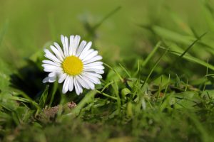 daisy, bellis perennis, enduring