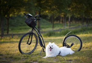 dog, scooter, bicycle