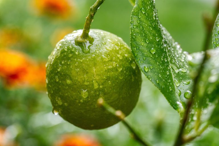 lemon, tree, fruit