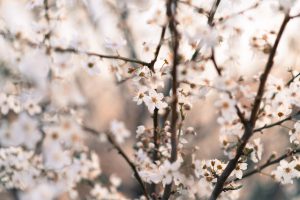 nature, flowers, white