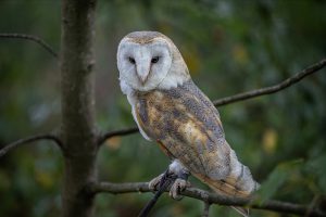 owl, bird, perched