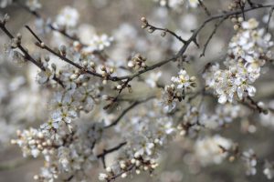 shrub, blackthorn, sloe