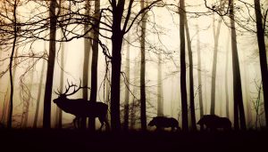 animals, forest, silhouette