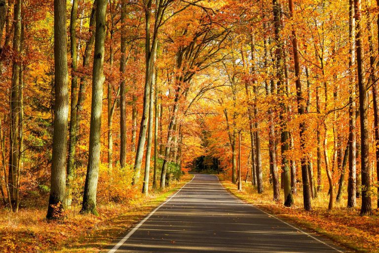 autumn, forest, road