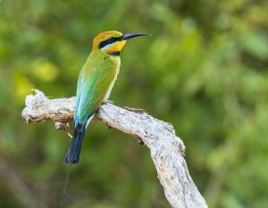 bird, bee-eater, nature