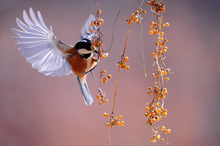 bird, fluttering, berries