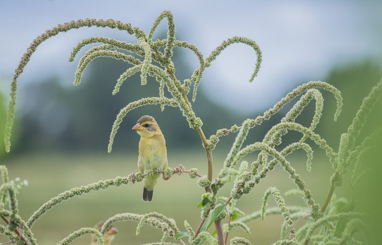 bird, wildlife, animal