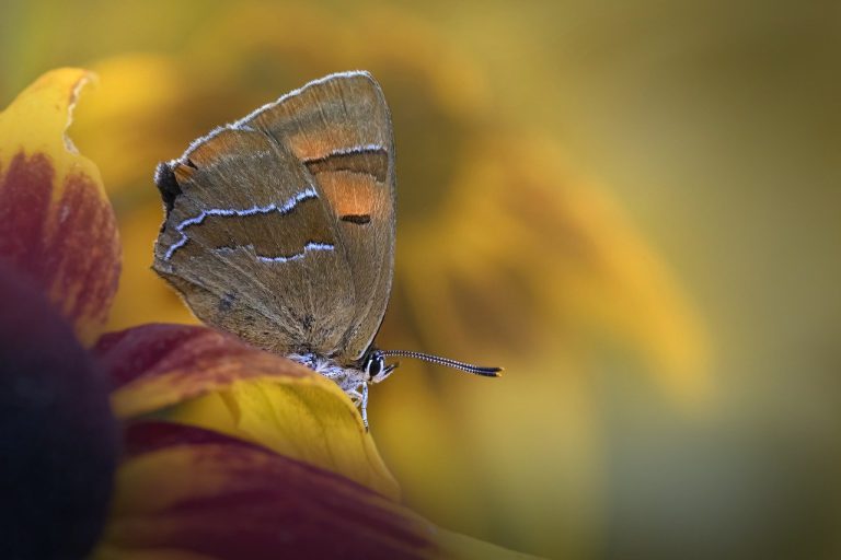 brown hairstreak, butterfly, insect