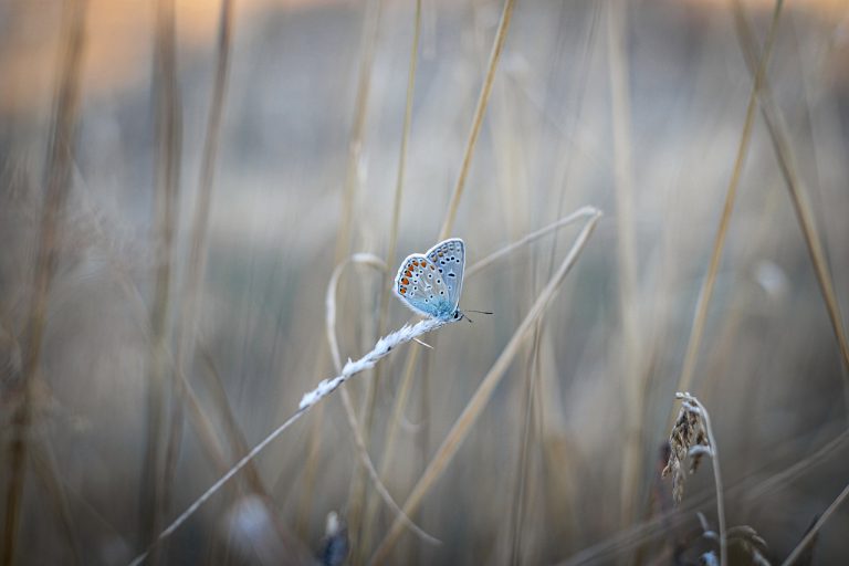 butterfly, common blue, insect