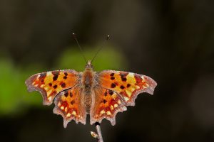 comma, polygonia c-album, butterfly