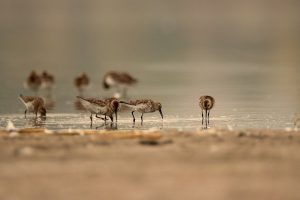 dunlins, birds, lake