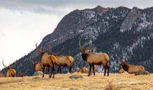 elks, antlers, nature