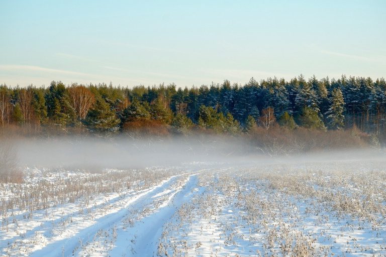 field, forest, sky