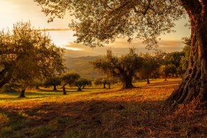 field, trees, nature