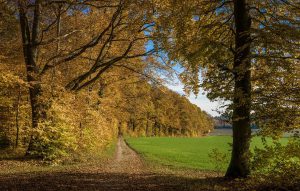 forest, fall, nature