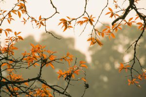 forest, foliage, autumn