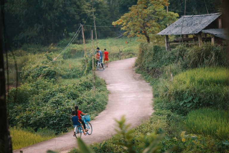 forest, path, town