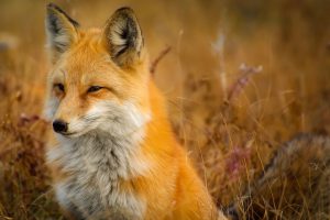 fox, animal, wildlife