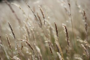 grass, meadow, field