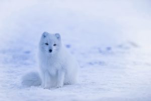 iceland, arctic fox, fox