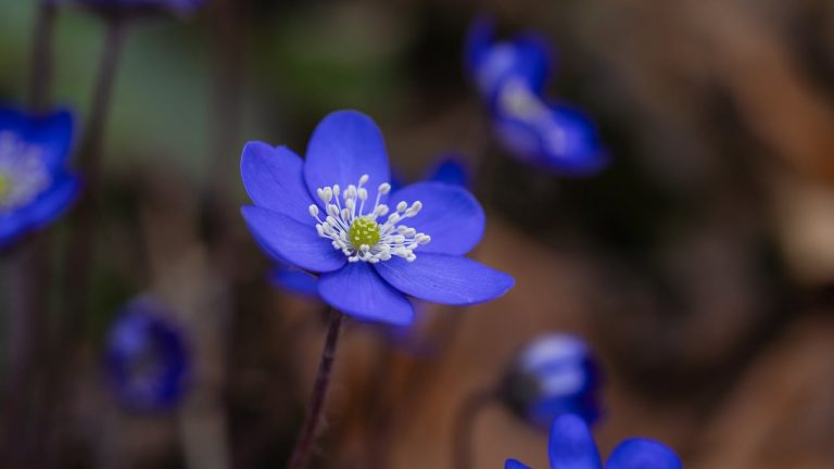 liverworts, liverflower, early bloomer