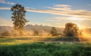 nature, fog, travel