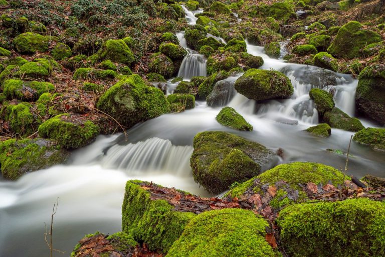 nature, forest, landscape