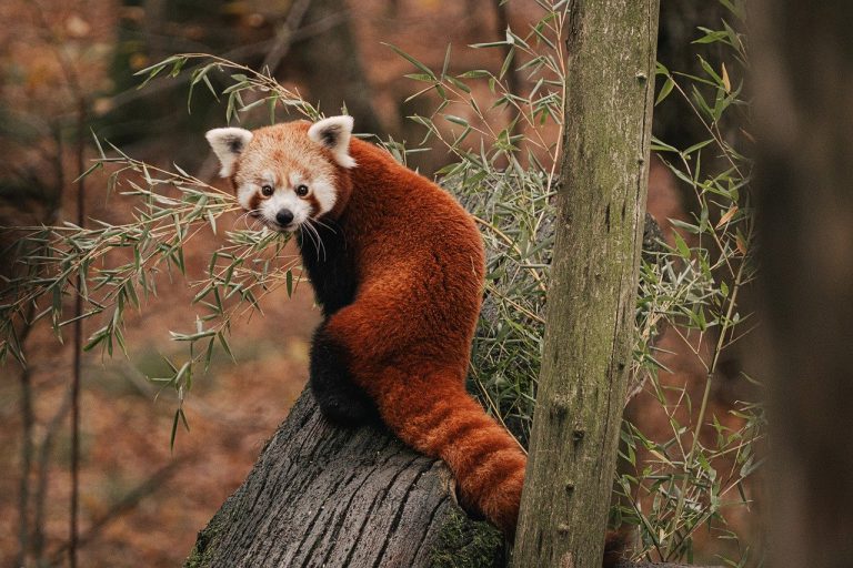 red panda, panda, animal