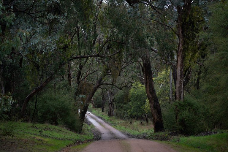 road, forest, countryside