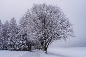 snow, fog, trees