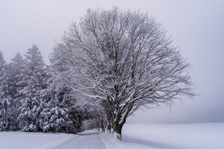 snow, fog, trees