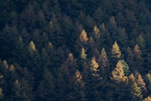 trees, nature, outdoors