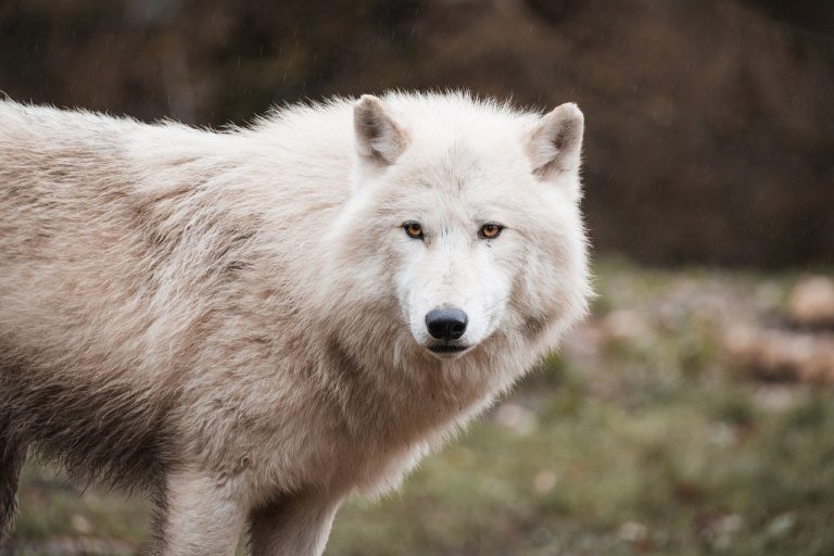 wolf, arctic wolf, white wolf