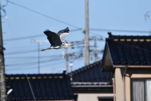 gray heron, bird, animal