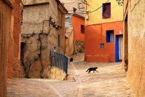 street, cat, rural