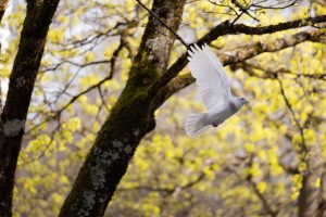 bird, dove, peace