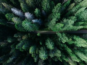 forest, road, aerial view