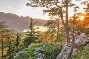 trees, nature, mountains